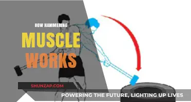 How Hammering Muscles Works: Unlocking Strength and Growth Mechanisms