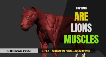 Lion's Muscular Might: Unlocking Nature's Powerful Secrets