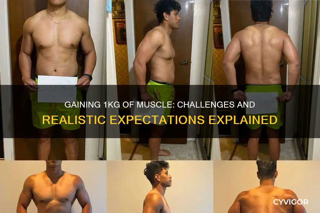 how hard is it to gain 1kg of muscle