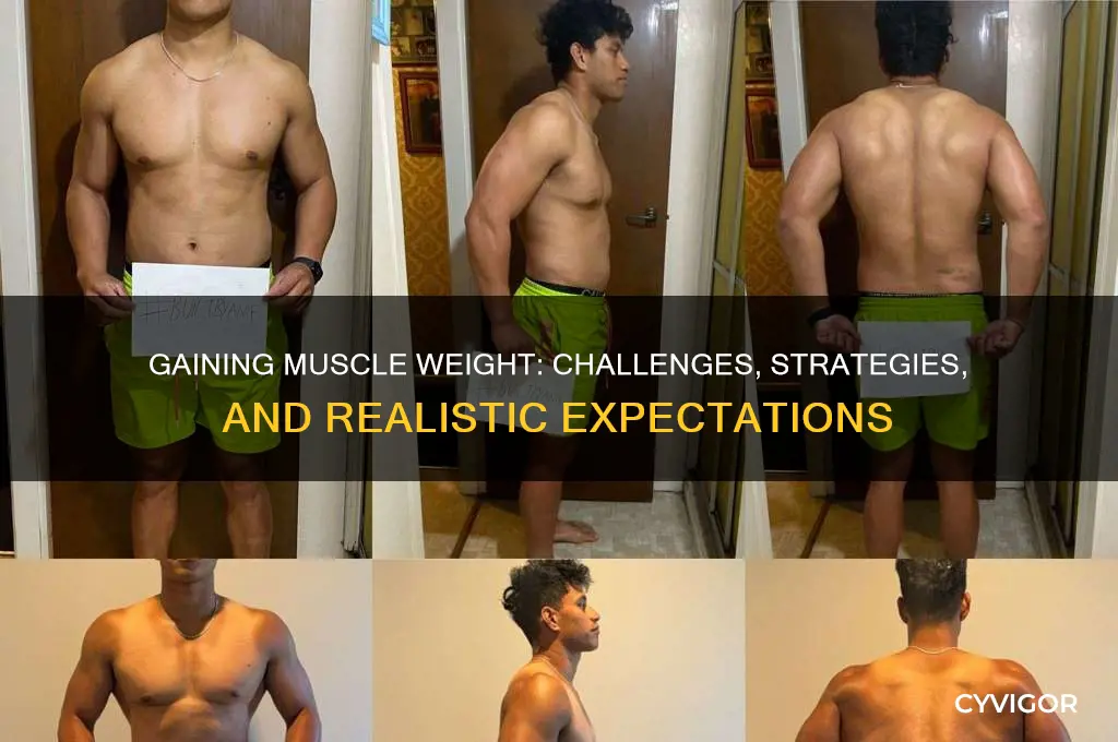 how hard is it to gain muscle weight