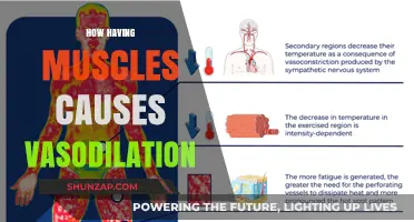 Muscle Vasodilation: The Science Behind the Pump