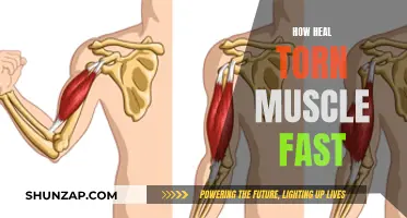 Rapid Recovery: Healing Torn Muscles Faster
