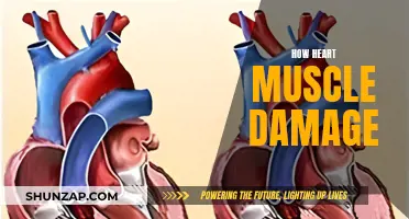 Heart Muscle Damage: Causes and Effects Explained