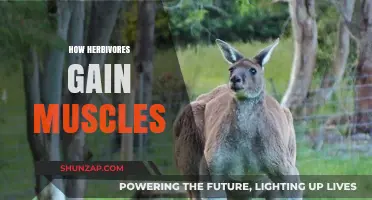 Plant-Powered Muscle Growth: How Herbivores Build Strength Naturally