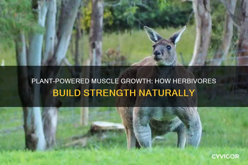 how herbivores gain muscles