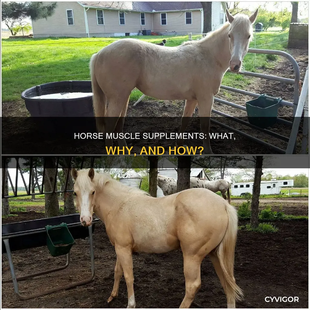 how horse muscle supplements