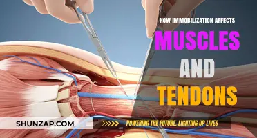 The Impact of Immobilization on Muscular and Tendinous Health
