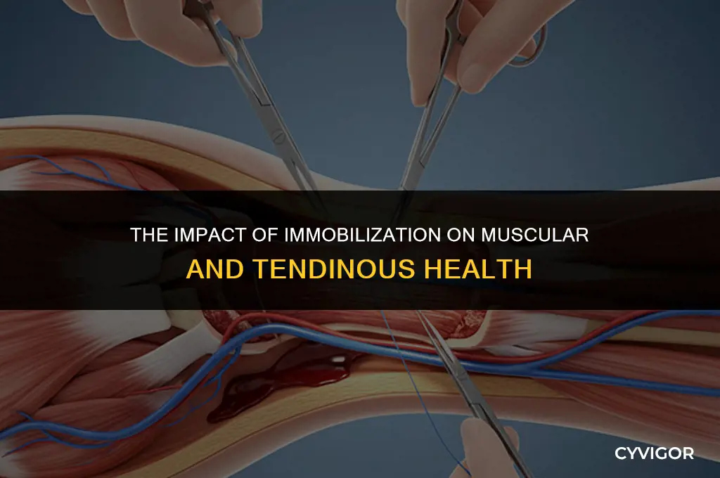 how immobilization affects muscles and tendons