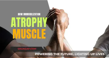 Understanding Muscle Atrophy Due to Immobilization