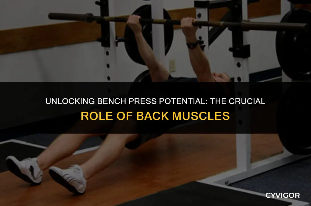 how important are back muscles for bench press