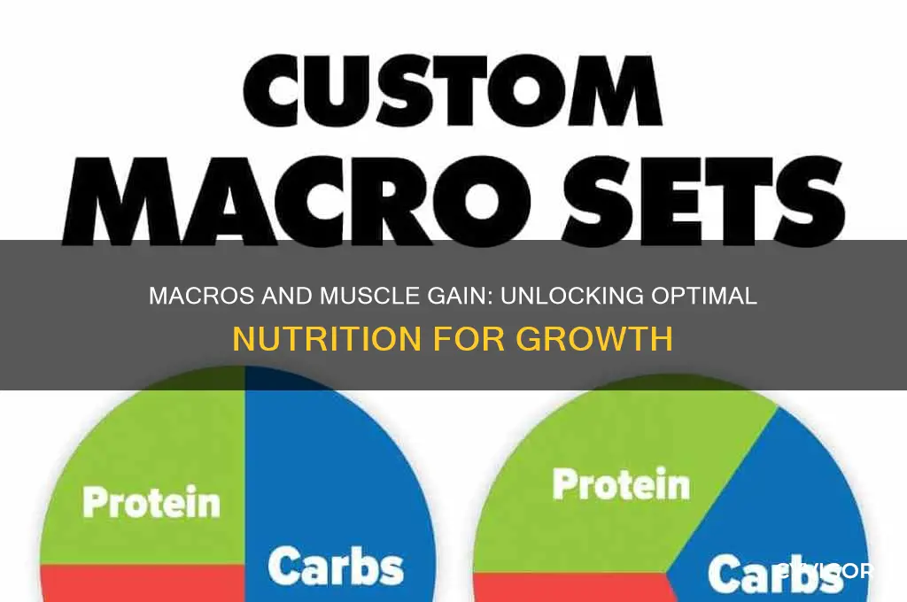 how important are macros for muscle gain