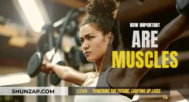 Muscles: Vital for Strength, Health, and Longevity