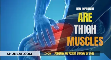Thigh Muscles: Vital for Stability and Powerful Movement