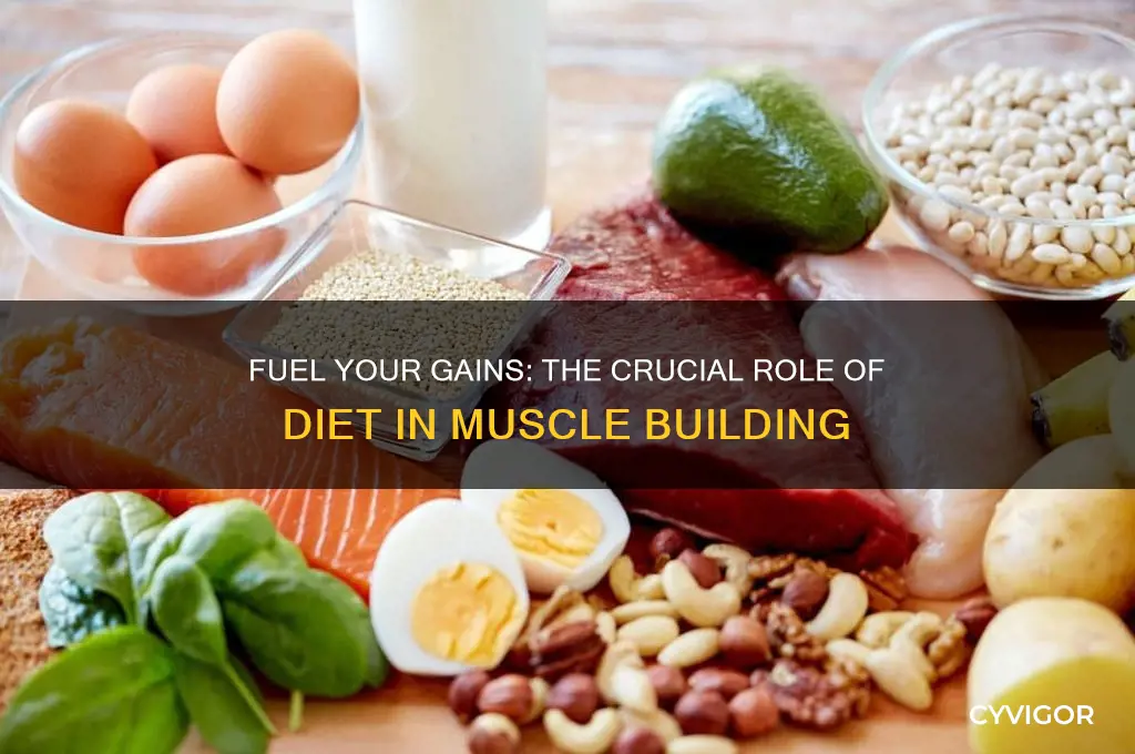 how important is diet for gaining muscle