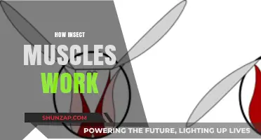 Unveiling the Fascinating Mechanics of Insect Muscles: A Deep Dive