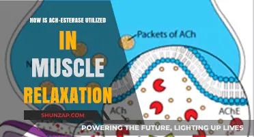 Ach-Esterase's Role in Muscle Relaxation: Mechanisms and Applications