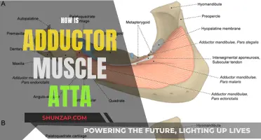 Adductor Muscle Atta: Healing and Strengthening Your Inner Thighs