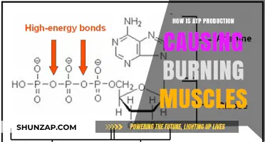 ATP Production's Link to Burning Muscles
