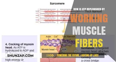 Muscle Fiber ATP Replenishment: Unlocking Energy Restoration During Workouts