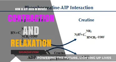 ATP's Role in Muscle Contraction and Relaxation Explained