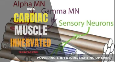 Cardiac Muscle Innervation: Understanding the Nervous System's Role