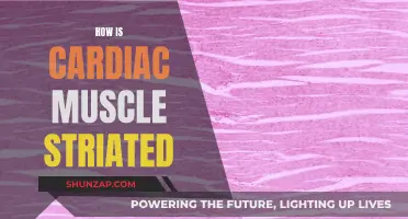 The Unique Striations of Cardiac Muscle Tissue