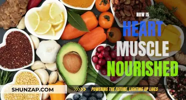 Heart Muscle Nutrition: What Fuels Its Function?