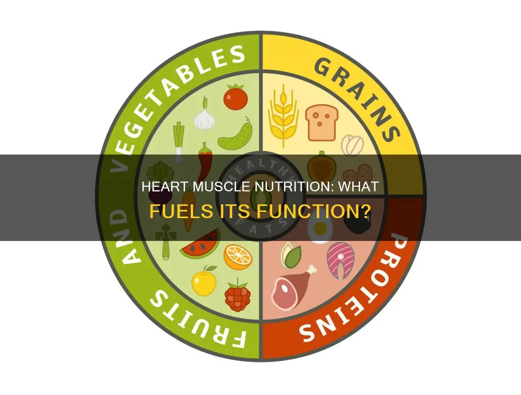 how is heart muscle nourished