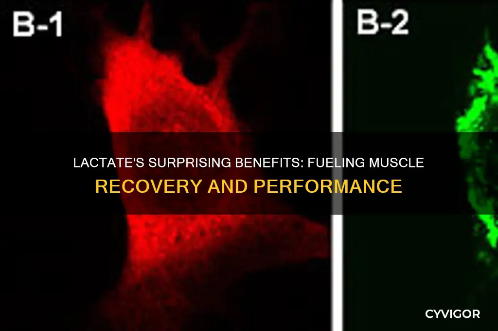 how is lactate good for muscles