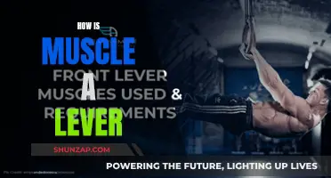Muscle Fibers: Nature's Lever System Explained