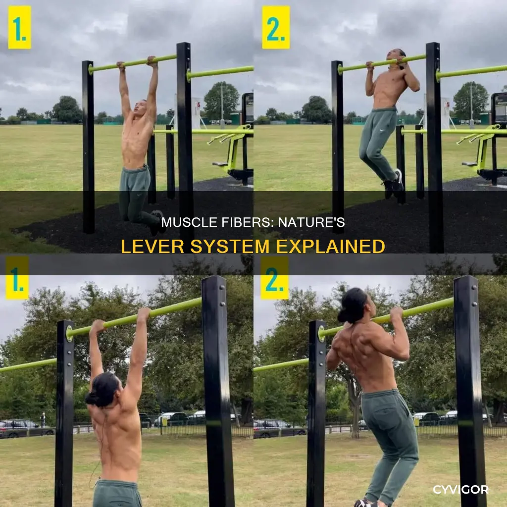 how is muscle a lever
