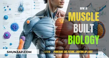 Muscle-Building Biology: Unlocking the Science of Strength