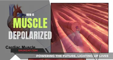 Understanding Muscle Depolarization: The Science Behind It
