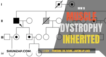 Understanding the Genetic Inheritance of Muscle Dystrophy