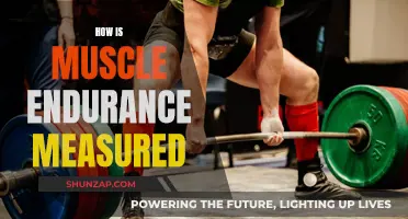 Measuring Muscle Endurance: Testing Physical Performance Limits