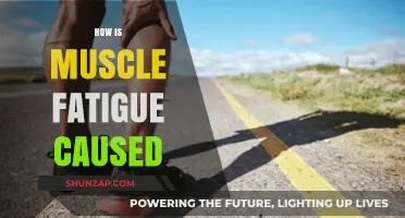 Understanding Muscle Fatigue: Causes and Effects