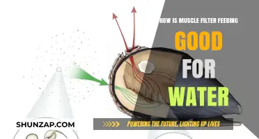 Muscle Filter Feeding: A Natural Solution for Cleaner Water