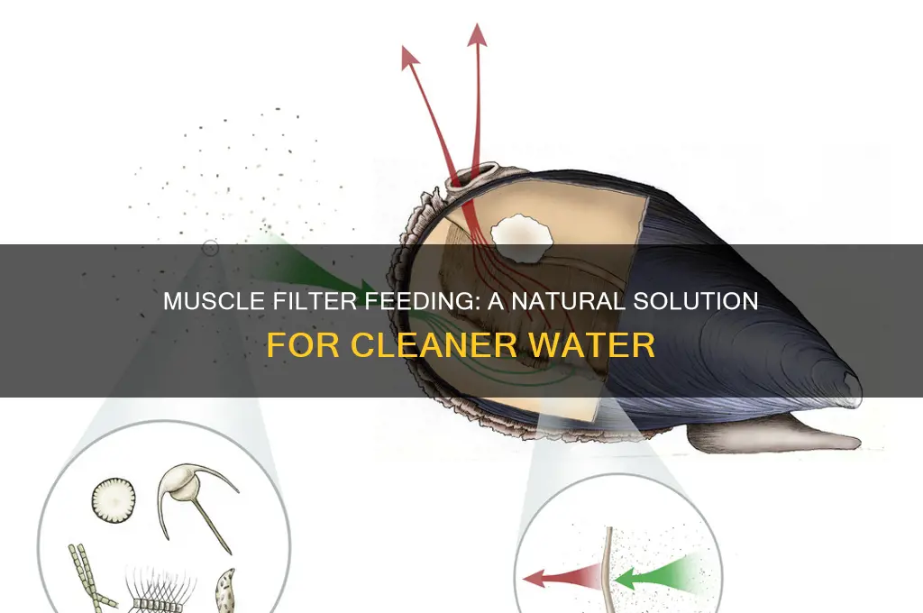 how is muscle filter feeding good for water