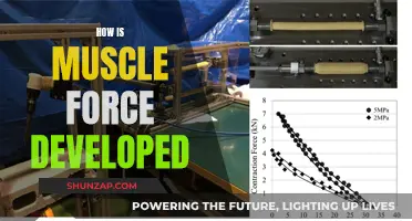 Developing Muscle Force: Understanding the Science Behind Strength