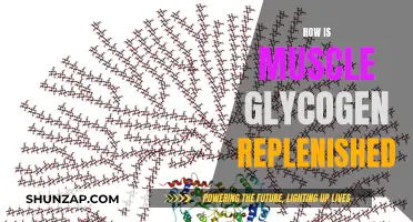 Muscle Glycogen Replenishment: Strategies for Optimal Recovery