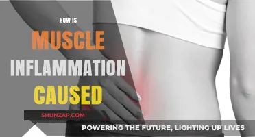 Muscle Inflammation: Understanding the Root Cause