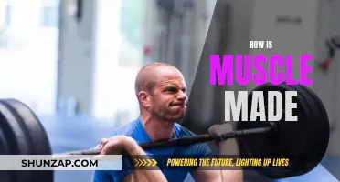 Building Muscle: Unlocking the Science of Growth