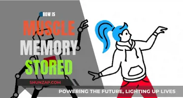 Muscle Memory Mechanics: Unlocking the Body's Storage Secrets
