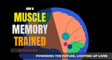 Training Muscle Memory: Techniques for Effective Learning