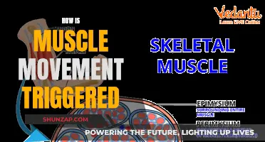 Understanding Muscle Movement: The Brain's Electrical Trigger