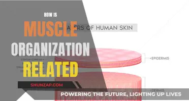 Muscle Organization: Understanding the Intricate Relationship for Performance