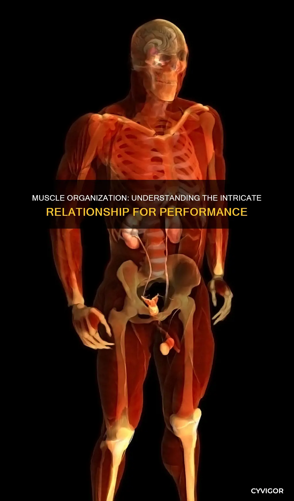 how is muscle organization related