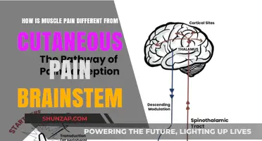 Muscle Pain vs. Cutaneous Pain: Brainstem Mechanisms Explained