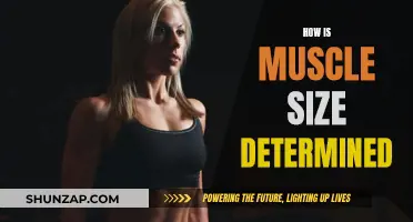 The Secret Behind Muscle Size: Nature or Nurture?