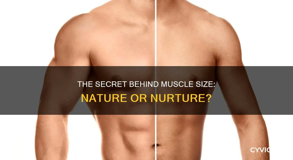 how is muscle size determined